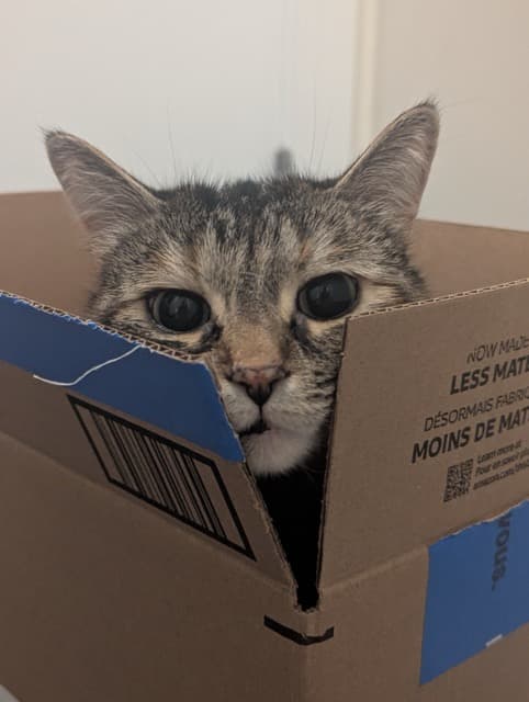 Lulu in a box