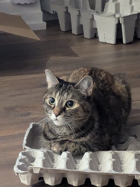 Lulu on an egg carton