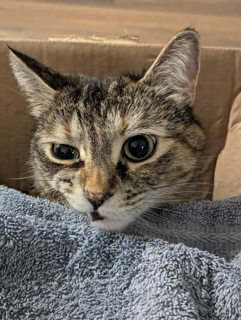 Lulu derping in a box